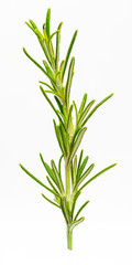 Beautiful and small branch of rosemary. Foreground. Isolated on white background.