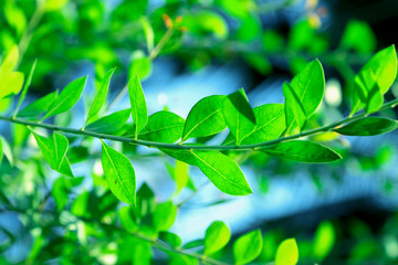Green theme for background decoration.