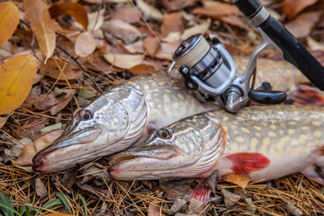 Freshwater pike fish. Two freshwater pikes fish and fishing rod with reel on yellow leaves at...