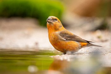 Crossbill, Loxia curvirostra