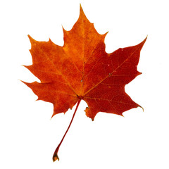 Vibrant detailed colorful autumn leaf