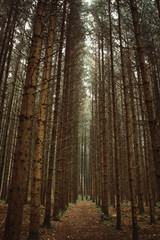 High autumn trees in orange