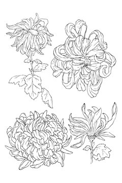 Chrysantemum line art for coloring book or tattoo. Hand drawn black and white isolated vector illustration in vintage style.