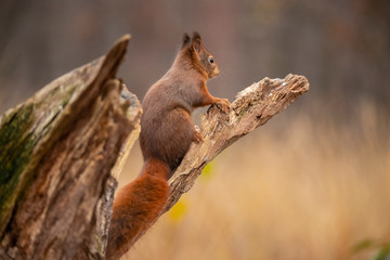 Squirrel, Red Squirrel, Sciurus vulgaris