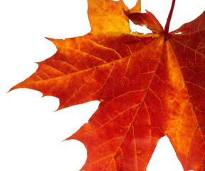 Vibrant detailed colorful autumn leaf