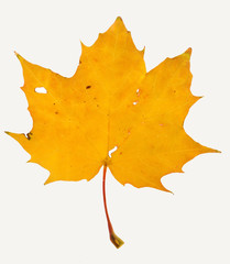 Vibrant detailed colorful autumn leaf