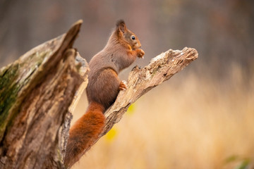 Naklejka na ściany i meble Squirrel, Red Squirrel, Sciurus vulgaris