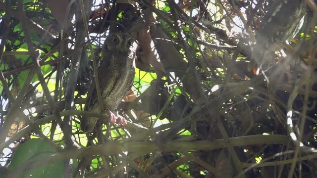 Oriental scops owl perching still on swaying branch.
Owl with yellow big eyes sitting in dense tree with sun beam from behide ,hd slow motion video.