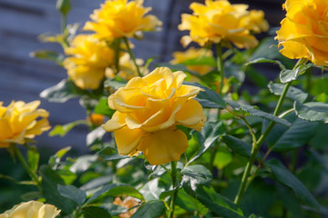 Beautiful yellow rose bush growing in the garden.