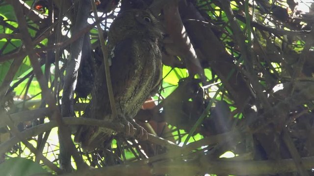 Oriental scops owl in wondering manner,low angle view.
Close up of owl with yellow big eyes sitting in dense tree looking upward to a movement above,hd slow motion video. 