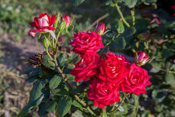 Beautiful red rose bush growing in the garden.