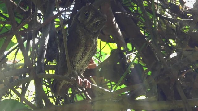 Oriental scops owl in wondering manner,low angle view.
Close up of owl with yellow big eyes and  ears up  looking  downward to photographer below,hd slow motion video. 
