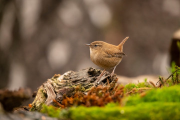 Wren, Troglodytes troglodytes