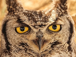 Spitted eagle-owl eyes