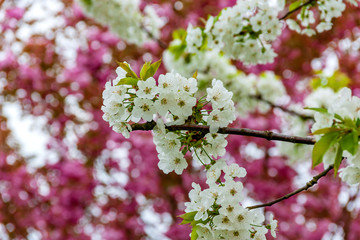 Weiße Blüte mit Kirschblüten im Hintergrund