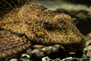 Ancistrus fish in the aquarium - detail on head.