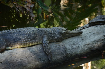Krokodil in Autralien