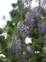 Glycine (Wisteria). Feuilles et inflorescences aux fleurs de couleur bleu violacé