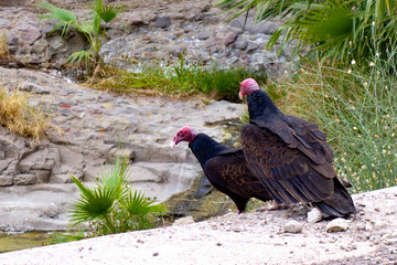 A pair of two turkey vultures (Cathartes aura) sit on the side of the road in the Sierra de la Giganta mountains near Loreto in Baja California Sur, Mexico