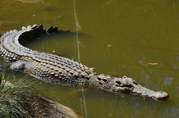 Krokodil in Autralien
