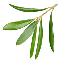 Olive leaves isolated on white