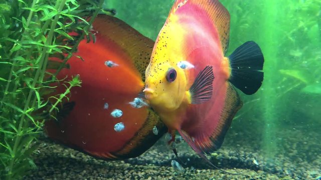 Diskusfische mit 2 Wochen alten Nachwuchs, Nachwuchs frisst von der Haut der Diskuseltern