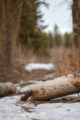 Image of trees and trail with a little bit of snow in forest