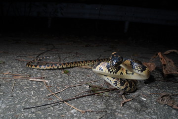 アカマタ