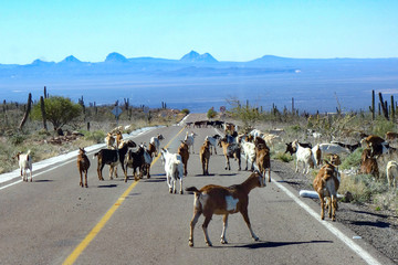 A herd of goats walks along a straight highway road leading down from the Sierra de San Francisco mountains near San Ignacio in Baja California Sur, Mexico