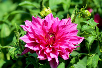 Dalia fiammeggiante