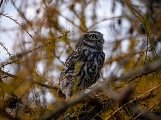 Little owl (Athene noctua) sitting on tree. Blue sky in background. Little owl portrait. Owl sitting on branch. Owl on tree.