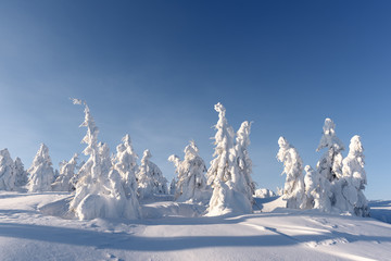 Fototapeta na wymiar Fantastic winter landscape with snowy trees. Carpathian mountains, Ukraine, Europe. Christmas holiday concept