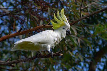 Sulphur Crested Cockatoo