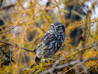 Little owl (Athene noctua) sitting on tree. Blue sky in background. Little owl portrait. Owl sitting on branch. Owl on tree.
