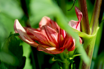 Obraz premium Dalia screziata