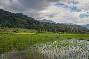 Paddy rice fields in Indonesia on the island of Sumatra. Asia Agriculture