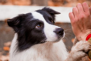 Dog breed Border Collie in the autumn forest