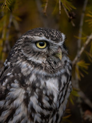 Little owl (Athene noctua) sitting on tree. Dark forest in background. Little owl portrait. Owl sitting on branch. Owl on tree.