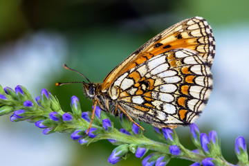 Heath Fritillary (Melitaea athalia)