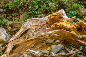 地獄谷野猿公園の秋