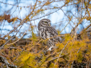 Little owl (Athene noctua) sitting on tree. Blue sky in background. Little owl portrait. Owl sitting on branch. Owl on tree.