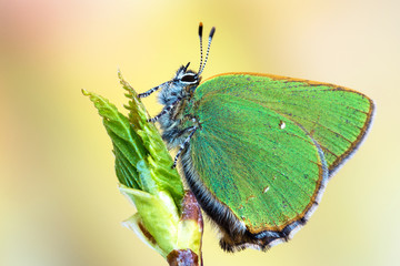 Green Hairstreak (Callophrys rubi)