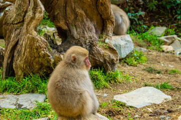 地獄谷野猿公園の秋