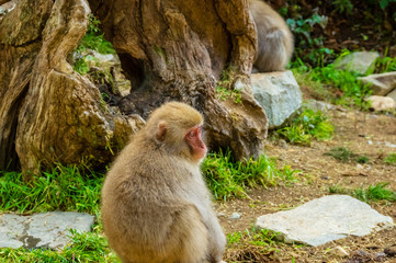 地獄谷野猿公園の秋