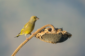 Verdone comune su fiore di girasole (Chloris chloris)