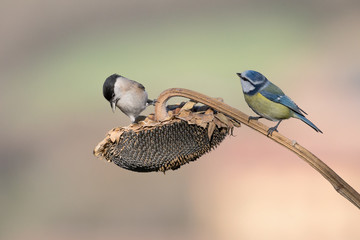Ciniciarella e Cincia bigia sul fiore di girasole (Cyanistes caeruleus, Poecile palustris)