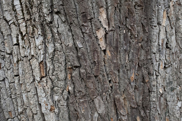 The texture of the old tree trunk