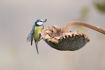 Cinciarella prende un seme dal girasole (Cyanistes caeruleus)