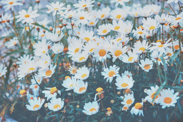 Vintage chamomile flowers. Beautiful natural floral background. Summertime