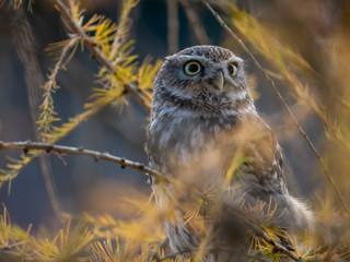 Little owl (Athene noctua) sitting on tree. Dark forest in background. Little owl portrait. Owl sitting on branch. Owl on tree.
